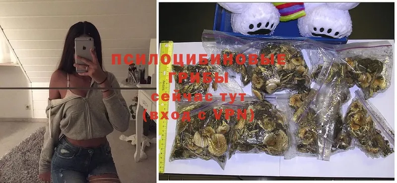 Псилоцибиновые грибы Magic Shrooms  что такое   Котельники 